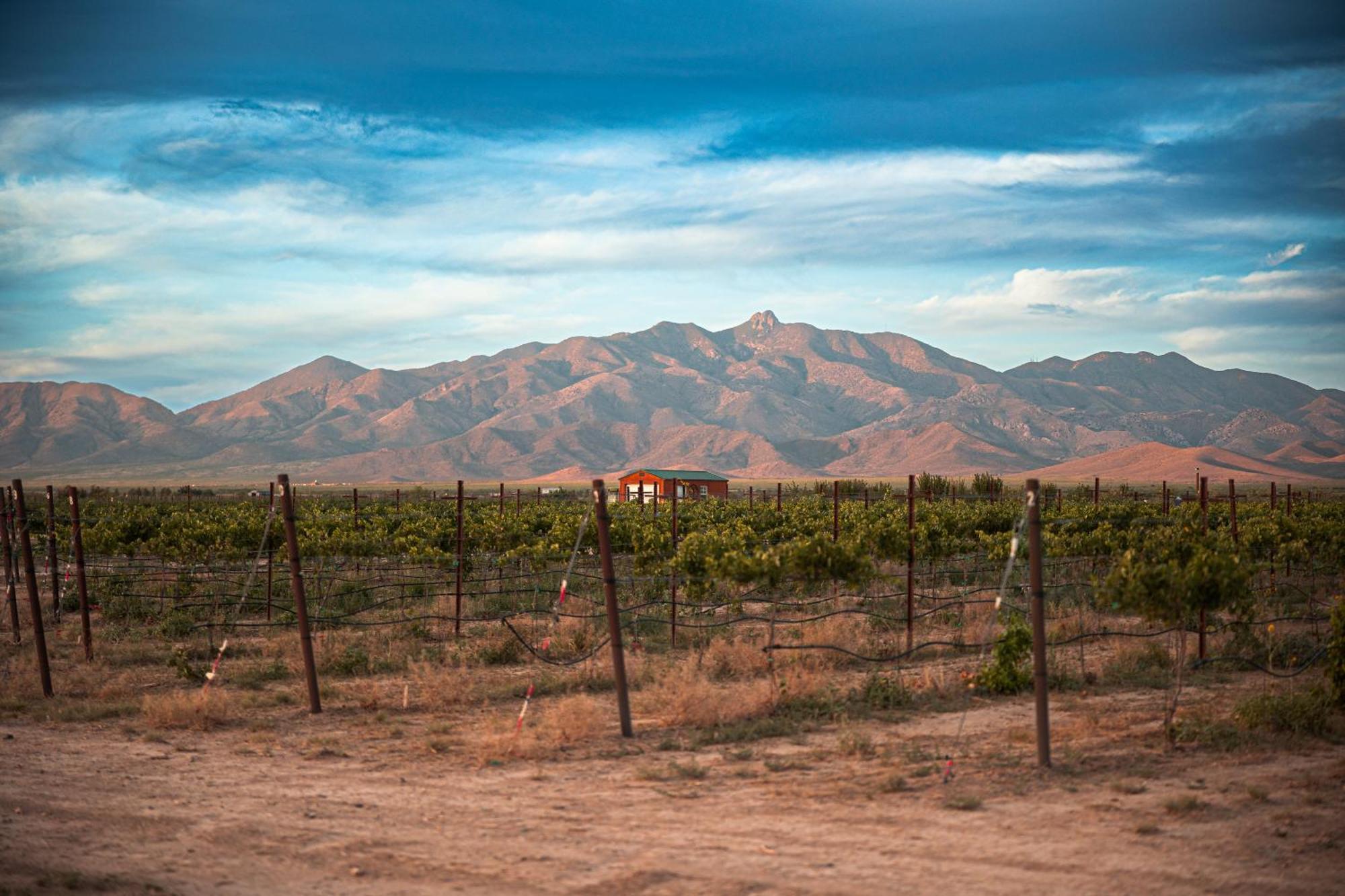Casa Barbera At Tirrito Farm Villa Willcox Exterior photo
