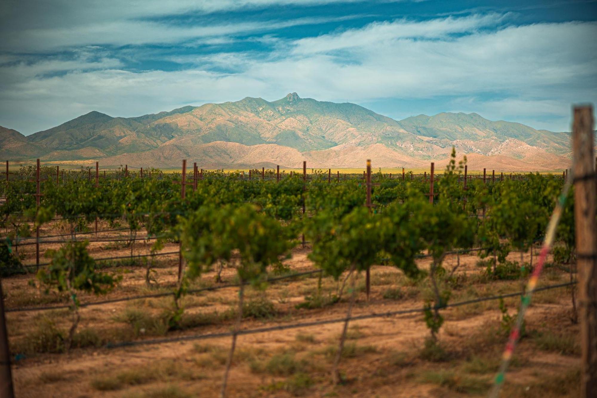 Casa Barbera At Tirrito Farm Villa Willcox Exterior photo
